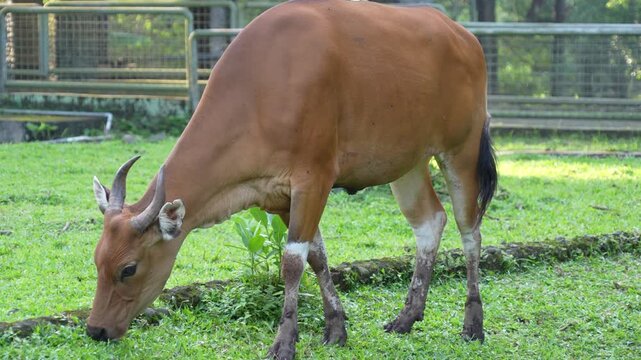 A Banteng (Bos Javanicus) cow peacefully grazing on a lush green pasture.