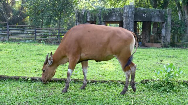 A Banteng (Bos Javanicus) cow peacefully grazing on a lush green pasture.