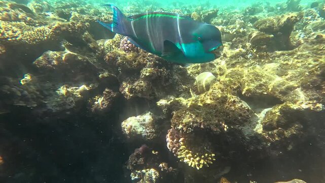 Underwater scene of parrotfish swimming near a vibrant coral reef, diverse marine life in clear ocean water