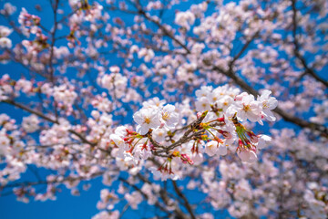 Obraz premium Low Angle View of Cherry Blossom Branches Against a Bright Blue Spring Sky