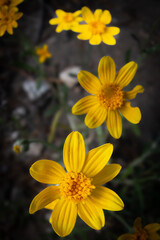 Fototapeta premium Closeup of an Arnica wildflower blossom.