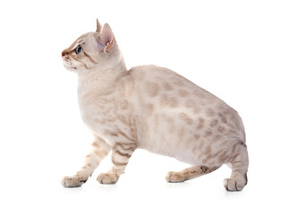 bengal kitten in studio © cynoclub