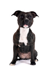 Naklejka premium staffordshire bull terrier