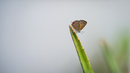 Minimalist nature background featuring a butterfly on a succulent leaf with neutral grey negative space. © Wildan Toh