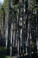 Fototapeta premium Forest of lodgepole pine trees, Canyon Village, Yellowstone National Park