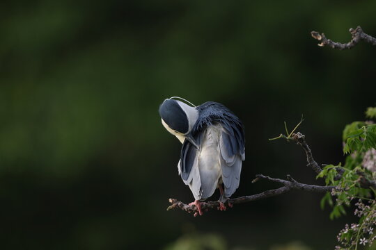 Black-crowned night heron (Nycticorax nycticorax) in Japan