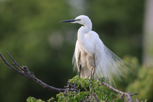 Great Egret (Ardea alba modesta) breeding feathers
