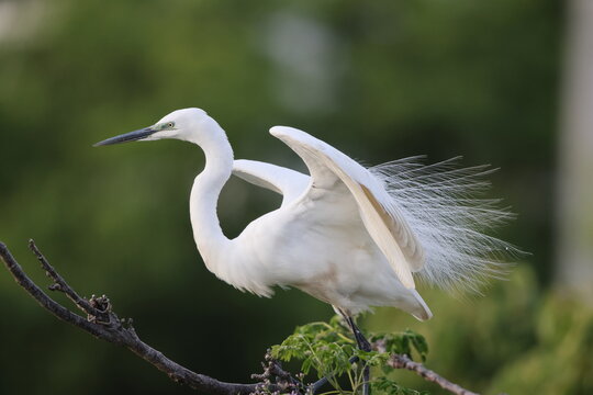 Great Egret (Ardea alba modesta) breeding feathers