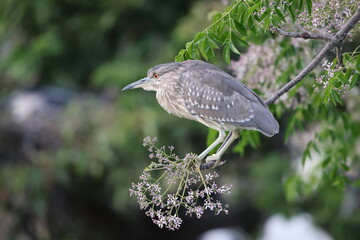 Naklejka premium Black-crowned night heron (Nycticorax nycticorax) in Japan