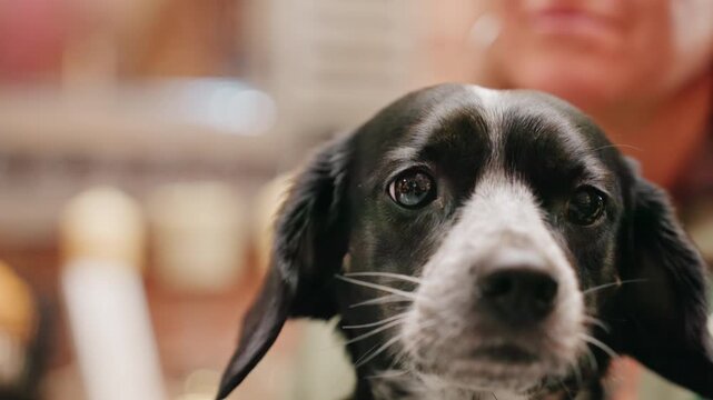 Closeup black dog in florist studio, upward gaze with speckled muzzle and bright eyes, blurred florist and hands in background, waiting for treat among soft bokeh lights, intimate pet portrait