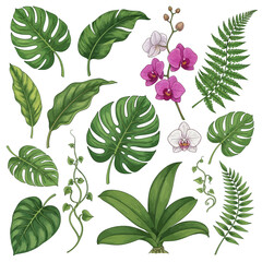 Vibrant collection of hand-drawn tropical leaves and exotic orchid flowers, perfect for botanical illustrations, natural decor, and lush jungle-themed designs © Muhamad