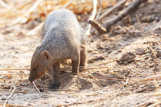 Close-up of a Banded mongoose foraging for food on a sandy ground in a savanna near Victoria Falls, Zimbabwe