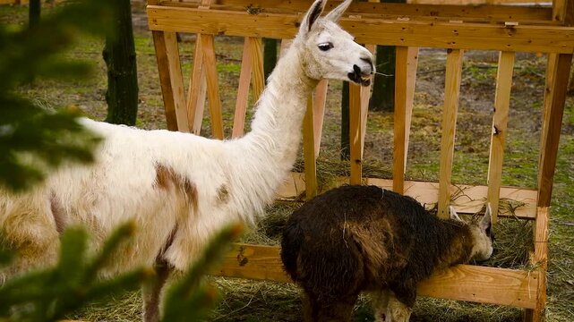 Alpacas eat hay from a wooden feeder on a farm or in an animal enclosure.