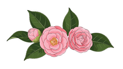 Naklejka premium Beautiful pink camellia flowers and green leaves are illustrated on a clean white background in a detailed artistic style.