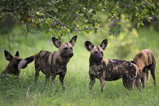 Pack of endangered African Wild Dogs (Lycaon pictus) standing under a tree in the bushveld, Botswana