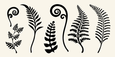 Black silhouettes of various fern fronds and spiraling plant elements © Nasir