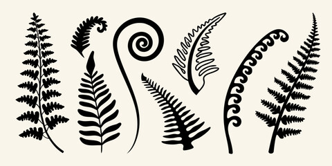 Stylized collection of various fern fronds and curled fiddleheads © Nasir