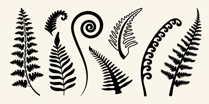 Stylized collection of various fern fronds and curled fiddleheads