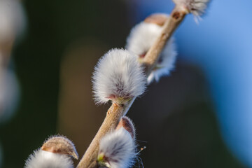 Wiosenne bazie wierzbowe na gałązce w promieniach słońca. Makro miękkich, puszystych kotków wierzby symbolizujących budzącą się naturę i Wielkanoc na rozmytym tle bokeh. © Henryk Niestrój