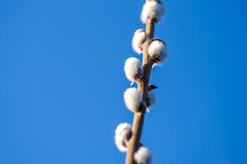 Wiosenne bazie wierzbowe na gałązce w promieniach słońca. Makro miękkich, puszystych kotków wierzby symbolizujących budzącą się naturę i Wielkanoc na rozmytym tle bokeh. © Henryk Niestrój