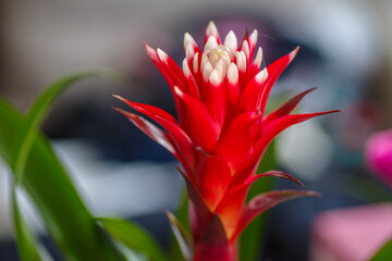 Czerwony kwiat guzmanii (bromelia) w zbliżeniu na rozmytym tle. Egzotyczna roślina doniczkowa o intensywnej barwie, idealna do dekoracji wnętrz i tematów botanicznych oraz florystyki. © Henryk Niestrój