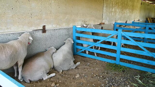 Sheep in the sheep pen on the farm
