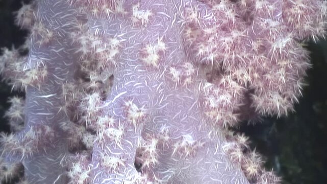 Witness the serene beauty of a thriving soft coral colony underwater, its intricate polyps gently swaying in the currents, a mesmerizing sight in the marine world. Delicate pink hues glow.