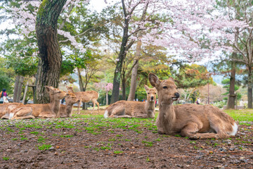 Sacred Sika Deer Grazing under Cherry Blossoms in Nara Park