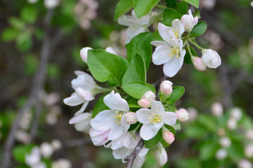 Delicate Apple Blossoms in Spring copy space