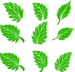 Collection of green mint leaves arranged in a circular pattern