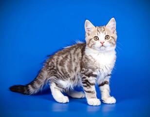 Obraz premium Adorable Kitten Gazing Intently on Blue Background.