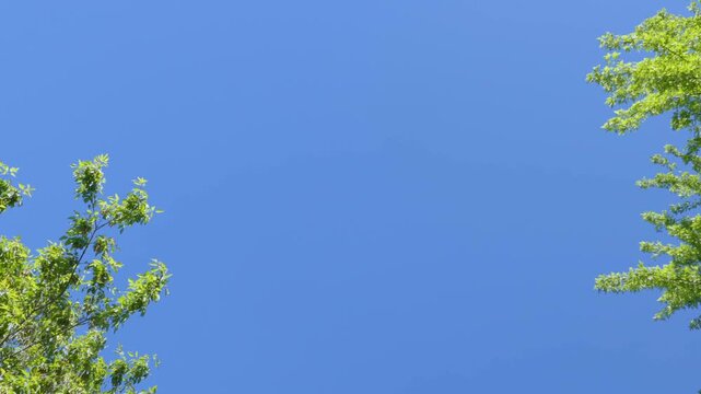 Commercial jets crossing the skies, planes or air traffic. Multiple aircraft passing above against blue sky. Planes fading in and fading out.