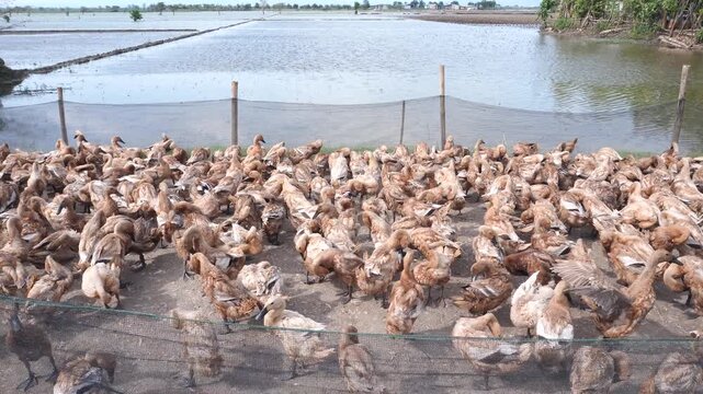 Domestic ducks (mainly mallards, Anas platyrhynchos domesticus, with some Muscovy ducks, Cairina moschata domestica) are ducks that have been domesticated and raised for meat and eggs.