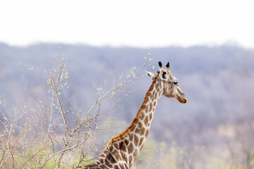 Obraz premium Close-up of Southern giraffe head and neck during cloudy evening in Zambezi National Park in Zimbabwe