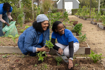 African American volunteers kneeling, planting seedlings with hand trowel in community garden beds © wavebreak3