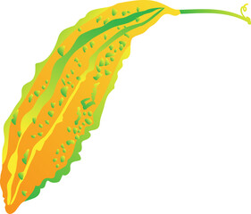 천연 수세미 식물