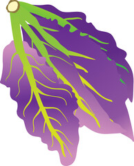 김장재료인 홍갓 채소