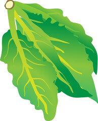 김장재료인 청갓 채소