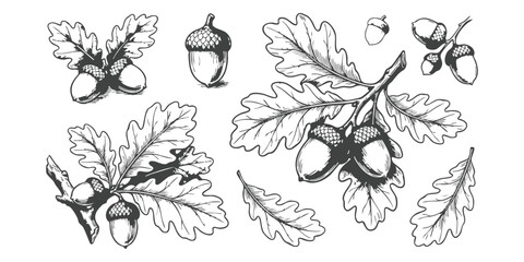 Vintage hand-drawn oak leaves and acorns botanical sketches in engraving style vector illustration set on white background © vector Designer