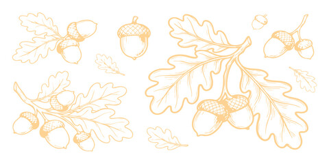 Hand drawn oak branch with acorns and leaves vector illustration in vintage sketch style for autumn seasonal design © vector Designer
