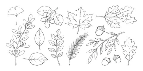 Set of hand-drawn autumn leaves and acorns sketch vector illustration featuring maple, oak, and pine foliage for seasonal design © vector Designer