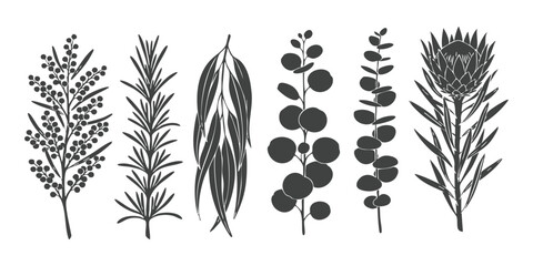 Set of hand drawn australian native botanical plant silhouettes including eucalyptus protea and wattle branches vector illustration © vector Designer