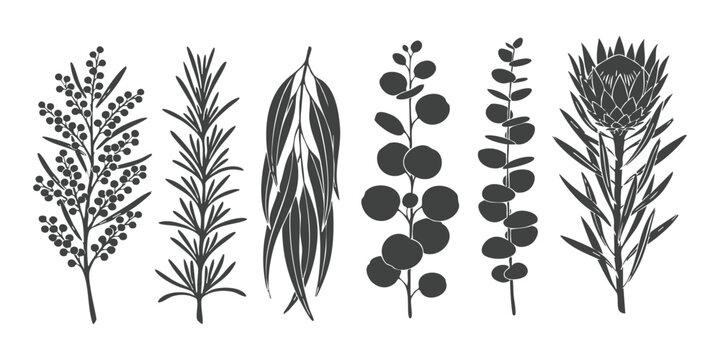 Set of hand drawn australian native botanical plant silhouettes including eucalyptus protea and wattle branches vector illustration