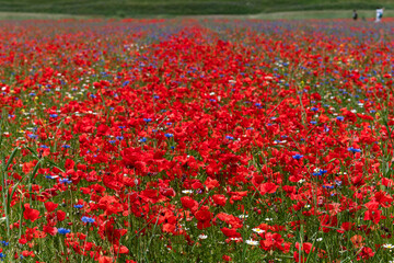 Obraz premium Red poppy field with blue cornflowers and daisies in Colfiorito, Castelluccio di Norcia