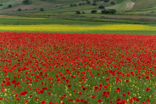 Red poppy and wildflower fields at Colfiorito near Castelluccio di Norcia