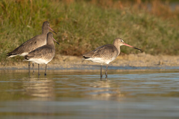 Obraz premium A trio of Black-tailed Godwits - limosa limosa stands in serene shallows of Khawr Ad Dahariz, Oman. The soft golden light highlights their long bills and elegant silhouettes in the Arabian wetland.