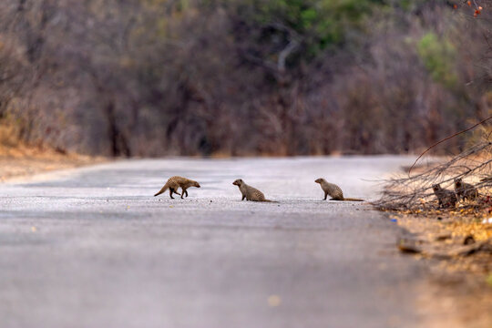 Family of Banded mongoose on an asphalt road near Victoria Falls, Zimbabwe