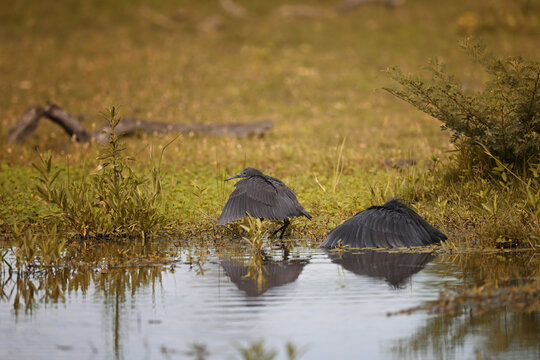 Black Heron (Egretta ardesiaca) canopy feeding in the wetlands, unique umbrella hunting technique, Botswana