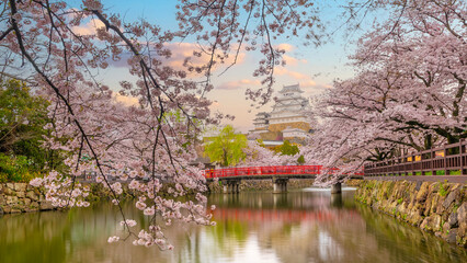 Panoramic View of Himeji Castle with Red Bridge and Cherry Blossoms at Sunset in Japan