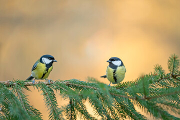 Two Great Tits (Parus major) perched together on a spruce branch. © WojtekWildlife